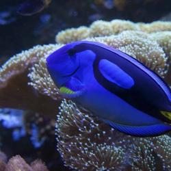 Фото Отель Дельфин (Дельфинарий Морская Звезда)