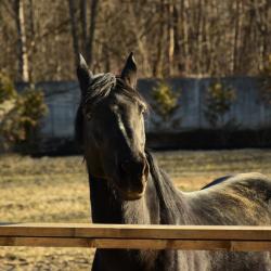 Фото Парк-отель АТМОС