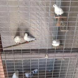 Фото Отель Belvedere (Бельведер)