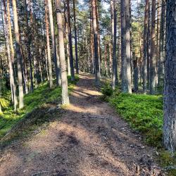 Фото Отель Финский Лес