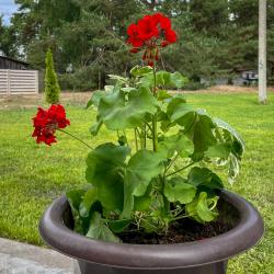 Фото Отель Medna (Медна)