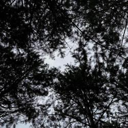 Фото Отель Сосновый рай