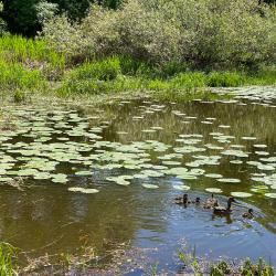 Фото Отель Уют Home (Хоум) на Мадонской