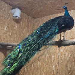 Фото Отель Мамин уют