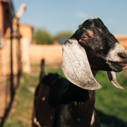 Фото Отель Farm&Village (Фарм&Вилладж)