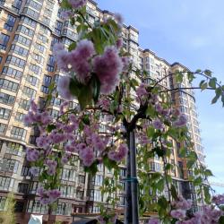 1-комнатные апартаменты стандарт