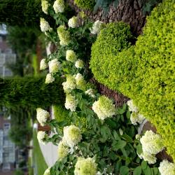 1-комнатные апартаменты улучшенные №2