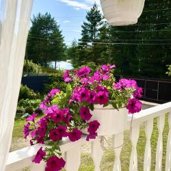 Фото Отель Гостевой комплекс Сосны