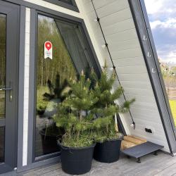 Фото Отель Страна Оз