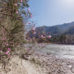 Фото Отель Altay Bereg (Алтай Берег)