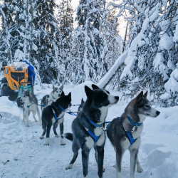 Фото Отель Husky Camp (Хаски Кэмп)