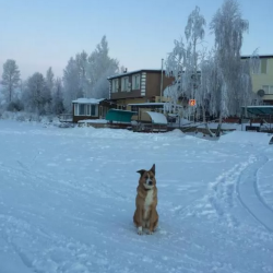 Фото Отель Гостевой дом Садко