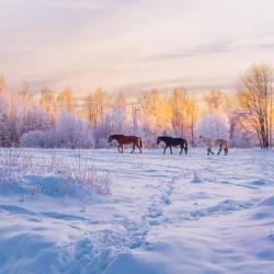 Фото Отель Экопарк Легенды леса