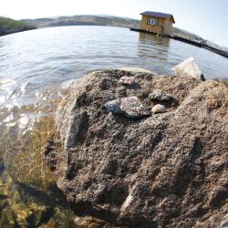 Фото Отель Баяр