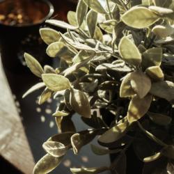 Фото Отель Три Медведя