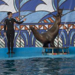 Фото Отель Дельфин (Дельфинарий Морская Звезда)