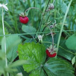 Фото Отель Кусочек рая в соснах