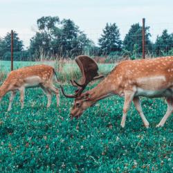 Фото Отель LAMA PARK (Лама Парк)