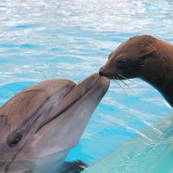 Фото Отель Дельфин (Дельфинарий Морская Звезда)