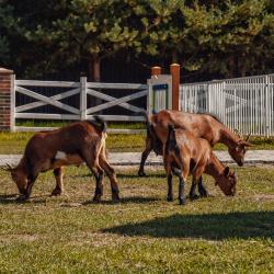 Фото Отель Horseka resort (Хорсека)
