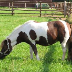 Фото Отель Колкуново