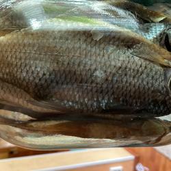 Фото Отель Гостевой комплекс Сосны