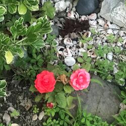 Фото Отель Alaku Hotel (Алаку)