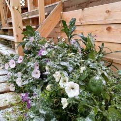 Фото Отель Пилигрим