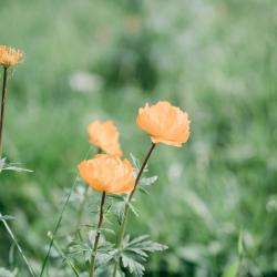 Фото Отель Медвежья гора