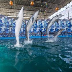Фото Отель Дельфин (Дельфинарий Морская Звезда)