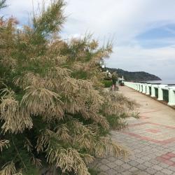 Фото Отель Алые паруса