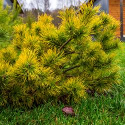 Коттедж улучшенный