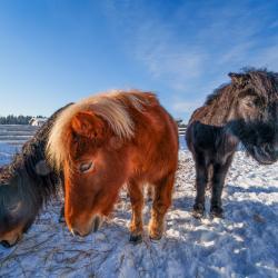 Фото Отель Муза Рузы