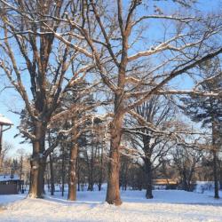 Фото Парк-Отель MillWood (МиллВуд)