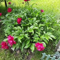 Фото Отель Сельская усадьба