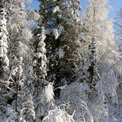 Фото Отель Тирольский