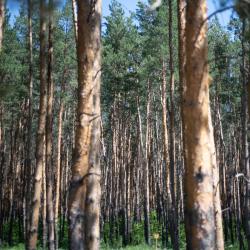 Фото Отель Арслан