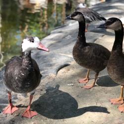 Фото Парк-Отель Березка