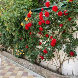 Фото Отель Роман