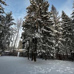 Фото Отель Дом в сосновом лесу