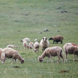 Фото Отель Koksa Camp (Кокса Камп)