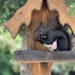 Фото Отель Елки