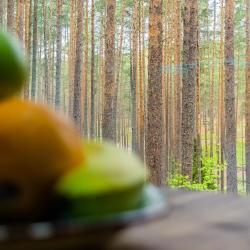 Фото Отель Радужный лес