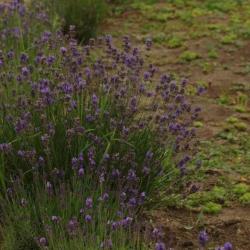 Фото Отель Любимая Усадьба