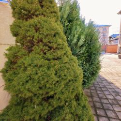 Фото Отель Парфена