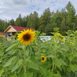Фото Отель Карловка