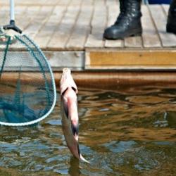 Фото Отель Золотая Рыбка