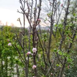 Фото Отель Town Park (Таун парк)