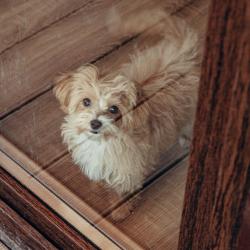 Фото Отель Три Медведя