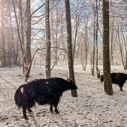 Фото Отель Русские Сезоны Вятские Дачи 5*